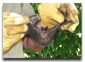 Deerfield Beach Animal Control Helps Getting Rid of Bats with 